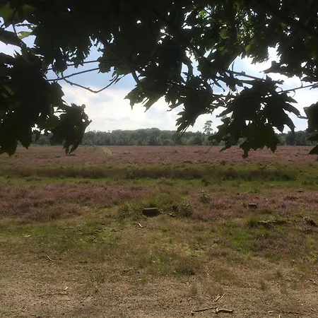 In Near Forest Trails