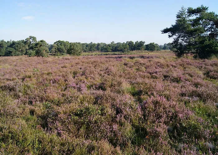 In Near Forest Trails * Ulicoten