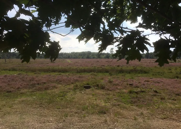 In Near Forest Trails