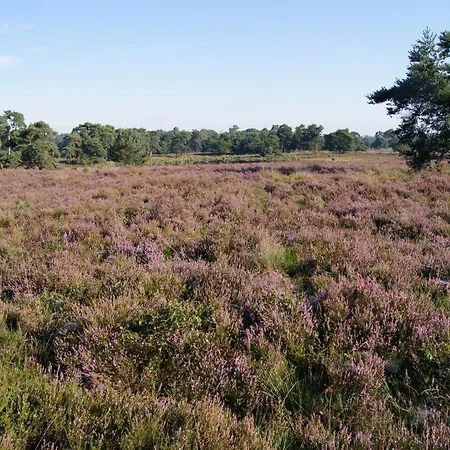 In Near Forest Trails * Ulicoten